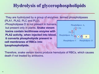 Hydrolysis of glycerophospholipids
They are hydrolyzed by a group of enzymes termed phospholipases
(PLA1, PLA2, PLC and PLD).
-Phospholipase D is not present in humans,
but present only in plants. Snake venom
toxins contain lecithinase enzyme with
PLA2 activity, when injected into blood,
it converts phospholipids present in
cell membranes of RBCs into
lysophospholipids.
Therefore, snake venom toxins produce hemolysis of RBCs, which causes
death if not treated by antitoxins.
49
 