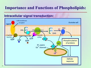 Importance and Functions of Phospholipids:
Intracellular signal transduction:
54
 