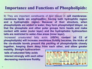 Importance and Functions of Phospholipids:
9) They are important constituents of lipid bilayer in cell membranes:
membrane lipids are amphipathic; having both hydrophilic region
and a hydrophobic region. Because of their structure, when
phospholipids are added to water, they form phospholipid bilayer, so
that the phosphate and other polar groups form heads and make
contact with water (outer layer) and the hydrophobic hydrocarbon
tails are restricted to water–free areas (inner layer).
Increased unsaturated fatty acids (USFA) content (at C2 of
phospholipids) will increase membrane fluidity because, the kinks of
the cis-double bonds prevent the packing of phospholipids closely
together, keeping them away from each other, and allow greater
mobility. Straight hydrocarbon
tails of saturated fatty acids
interact strongly with each other
decreasing membrane fluidity.
55
 