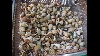 Ile de Re, Les Portes-de-Re