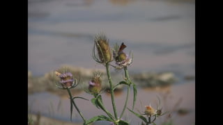 Ile de Re, Les Portes-de-Re