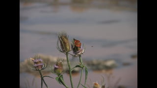 Ile de Re, Les Portes-de-Re