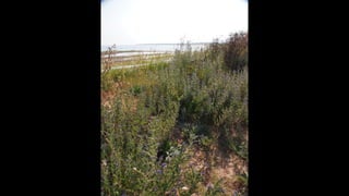 Ile de Re, Les Portes-de-Re