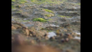 Ile de Re, Les Portes-de-Re