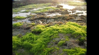Ile de Re, Les Portes-de-Re