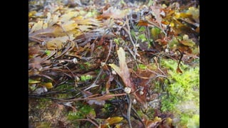 Ile de Re, Les Portes-de-Re