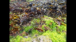 Ile de Re, Les Portes-de-Re