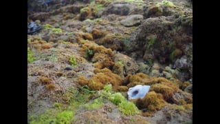 Ile de Re, Les Portes-de-Re