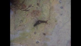 Ile de Re, Les Portes-de-Re