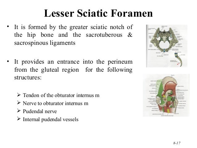 210 lower limb rs updated