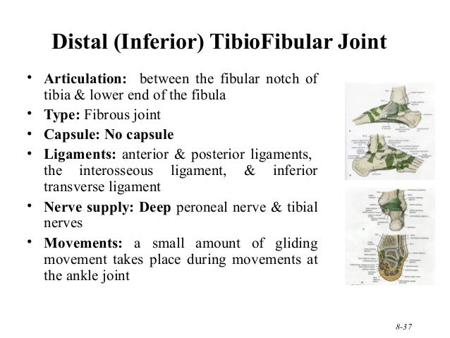 210 lower limb rs updated