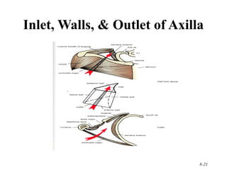 210 upper limb rs | PPT