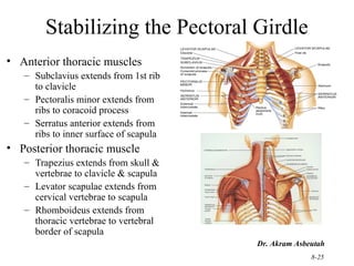 210 upper limb rs | PPT