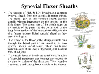 210 upper limb rs | PPT