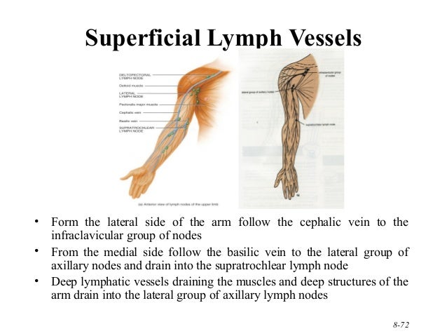210 upper limb rs