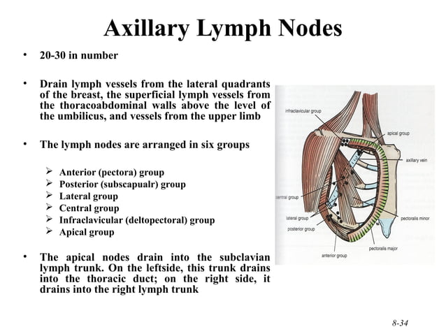 210 Upper Limb Rs Updated