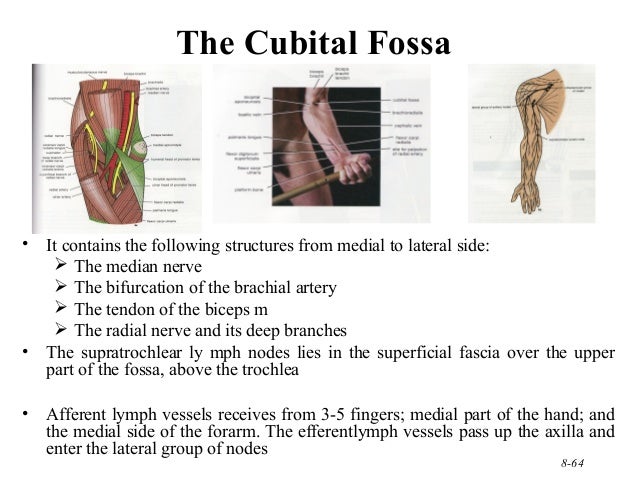 210 upper limb rs updated