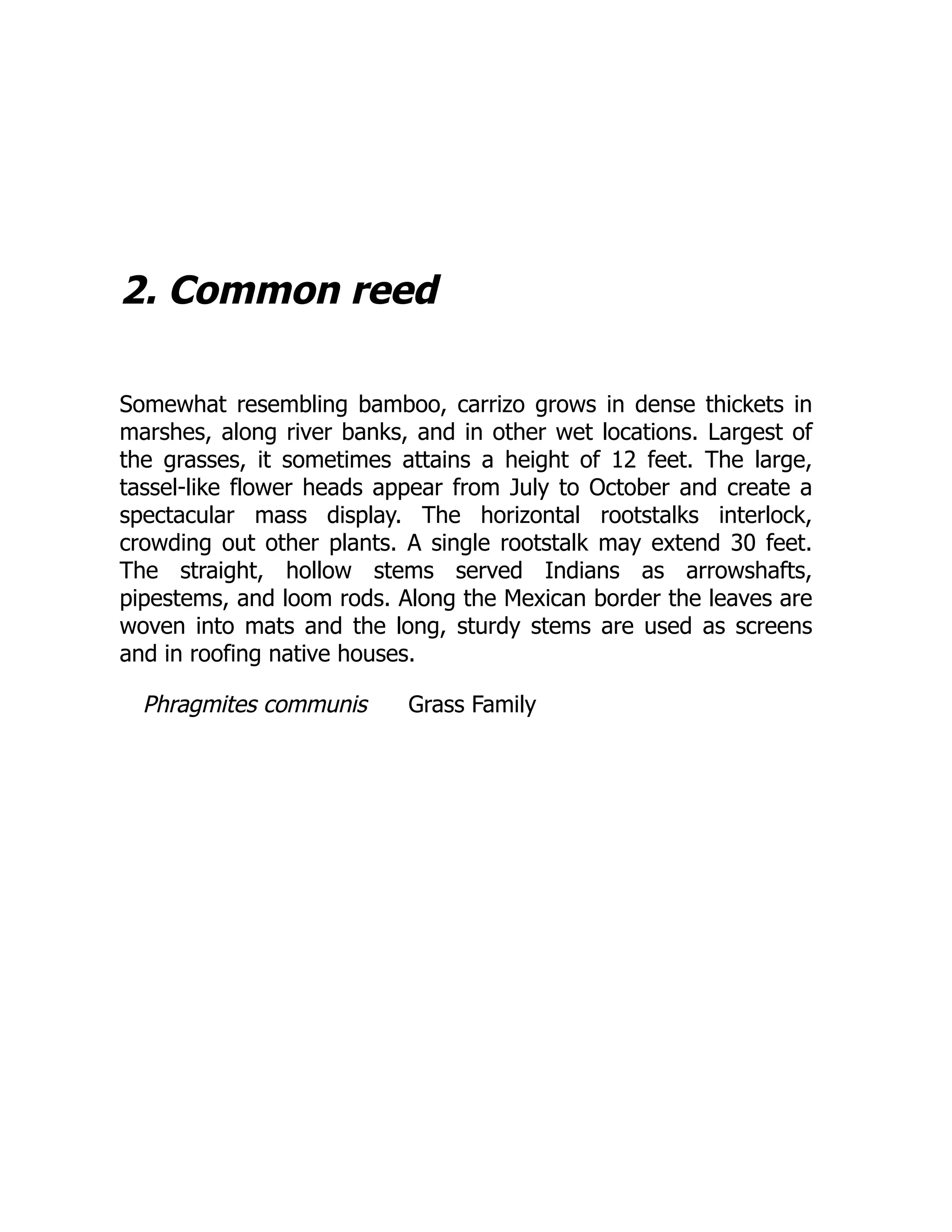 2. Common reed
Somewhat resembling bamboo, carrizo grows in dense thickets in
marshes, along river banks, and in other wet locations. Largest of
the grasses, it sometimes attains a height of 12 feet. The large,
tassel-like flower heads appear from July to October and create a
spectacular mass display. The horizontal rootstalks interlock,
crowding out other plants. A single rootstalk may extend 30 feet.
The straight, hollow stems served Indians as arrowshafts,
pipestems, and loom rods. Along the Mexican border the leaves are
woven into mats and the long, sturdy stems are used as screens
and in roofing native houses.
Phragmites communis Grass Family
 