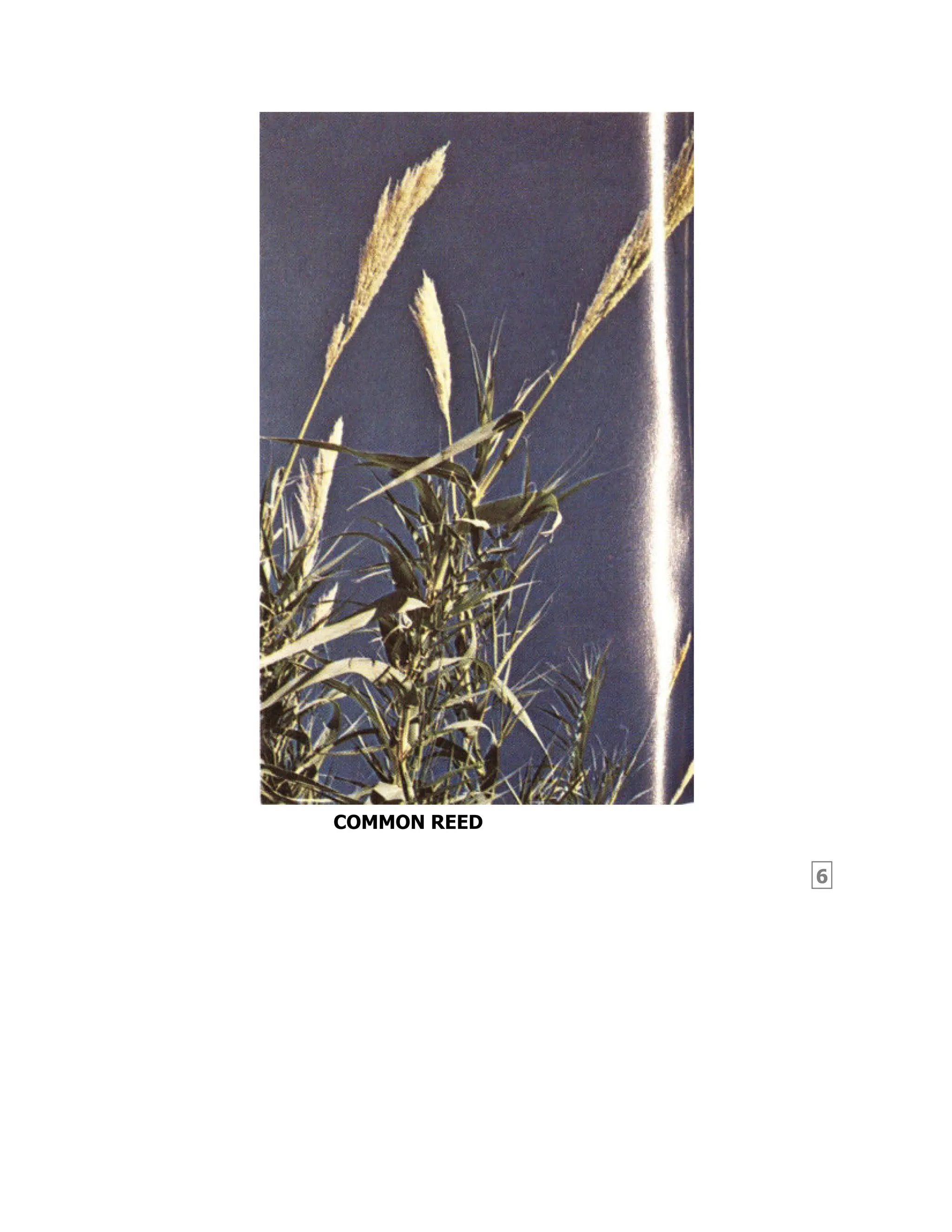 6
COMMON REED
 