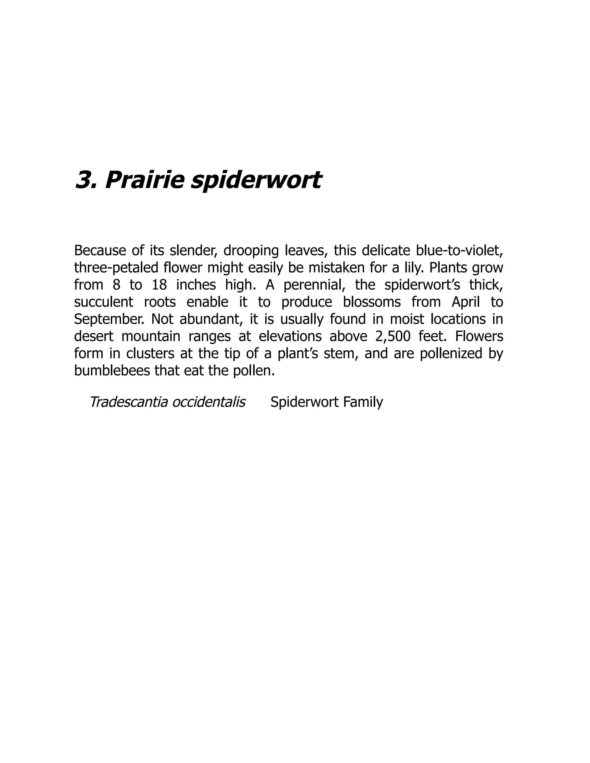 3. Prairie spiderwort
Because of its slender, drooping leaves, this delicate blue-to-violet,
three-petaled flower might easily be mistaken for a lily. Plants grow
from 8 to 18 inches high. A perennial, the spiderwort’s thick,
succulent roots enable it to produce blossoms from April to
September. Not abundant, it is usually found in moist locations in
desert mountain ranges at elevations above 2,500 feet. Flowers
form in clusters at the tip of a plant’s stem, and are pollenized by
bumblebees that eat the pollen.
Tradescantia occidentalis Spiderwort Family
 