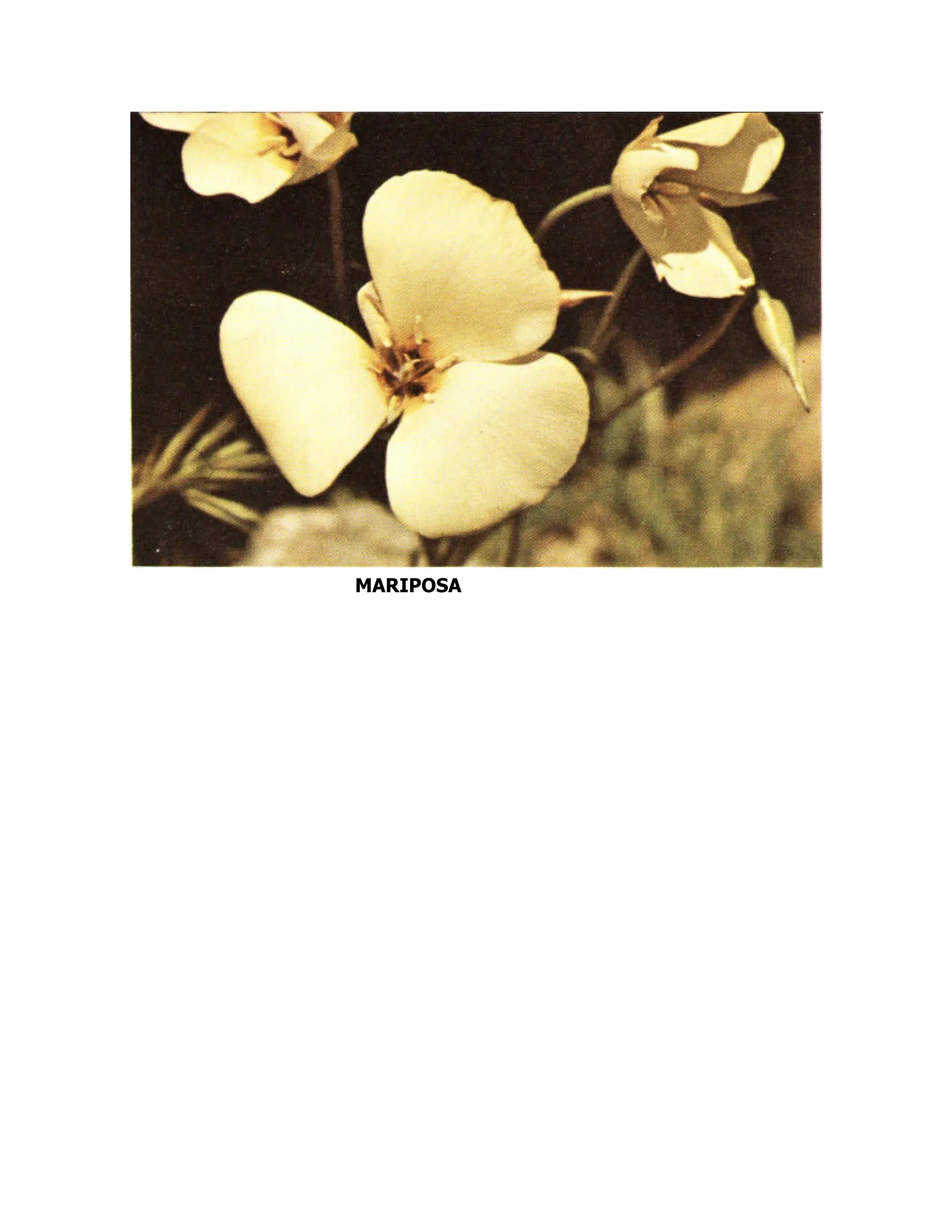 MARIPOSA
 