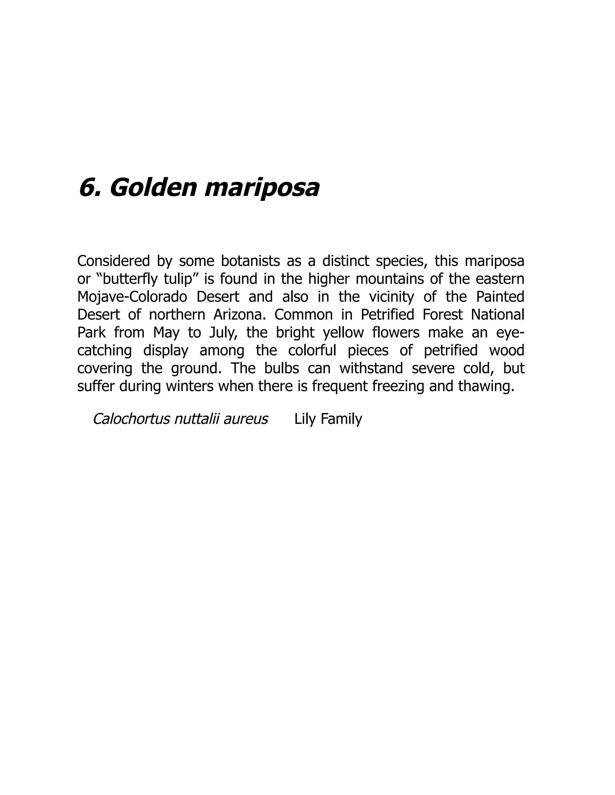6. Golden mariposa
Considered by some botanists as a distinct species, this mariposa
or “butterfly tulip” is found in the higher mountains of the eastern
Mojave-Colorado Desert and also in the vicinity of the Painted
Desert of northern Arizona. Common in Petrified Forest National
Park from May to July, the bright yellow flowers make an eye-
catching display among the colorful pieces of petrified wood
covering the ground. The bulbs can withstand severe cold, but
suffer during winters when there is frequent freezing and thawing.
Calochortus nuttalii aureus Lily Family
 