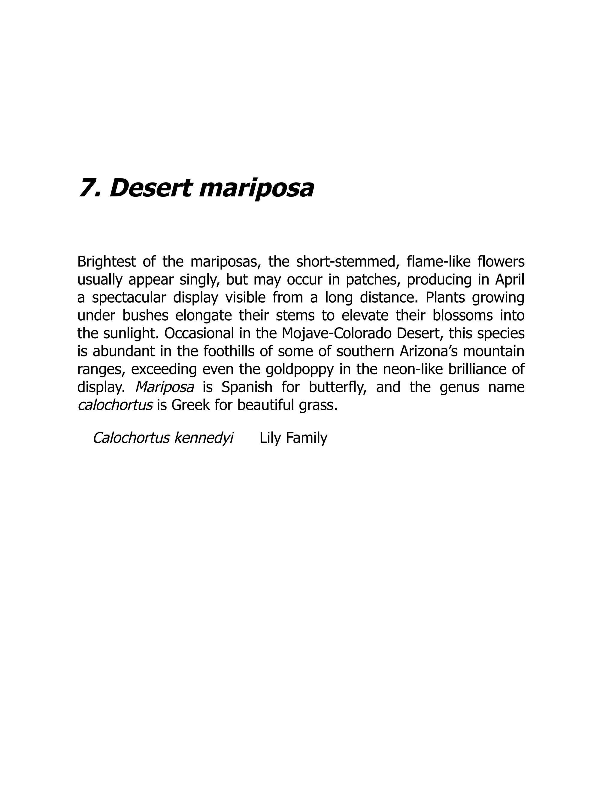 7. Desert mariposa
Brightest of the mariposas, the short-stemmed, flame-like flowers
usually appear singly, but may occur in patches, producing in April
a spectacular display visible from a long distance. Plants growing
under bushes elongate their stems to elevate their blossoms into
the sunlight. Occasional in the Mojave-Colorado Desert, this species
is abundant in the foothills of some of southern Arizona’s mountain
ranges, exceeding even the goldpoppy in the neon-like brilliance of
display. Mariposa is Spanish for butterfly, and the genus name
calochortus is Greek for beautiful grass.
Calochortus kennedyi Lily Family
 