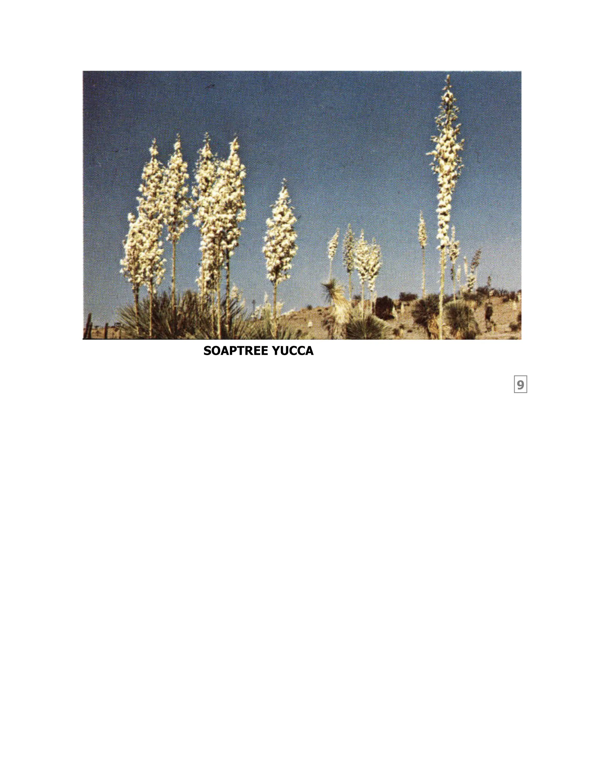 9
SOAPTREE YUCCA
 