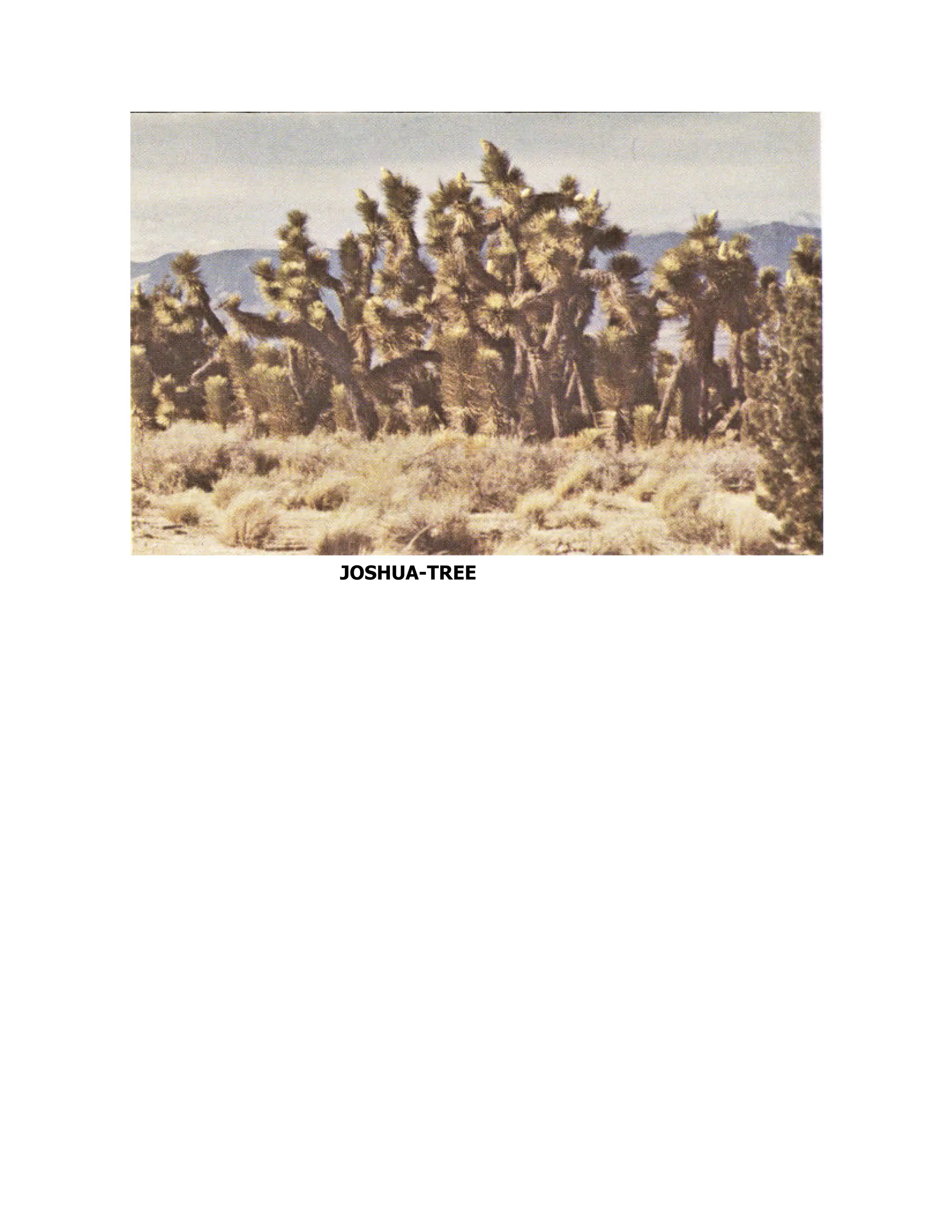 JOSHUA-TREE
 