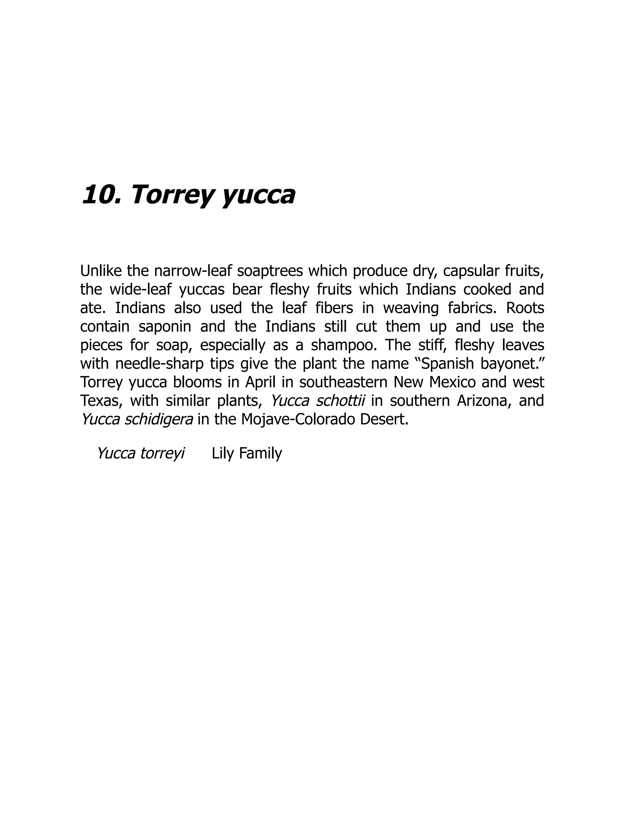 10. Torrey yucca
Unlike the narrow-leaf soaptrees which produce dry, capsular fruits,
the wide-leaf yuccas bear fleshy fruits which Indians cooked and
ate. Indians also used the leaf fibers in weaving fabrics. Roots
contain saponin and the Indians still cut them up and use the
pieces for soap, especially as a shampoo. The stiff, fleshy leaves
with needle-sharp tips give the plant the name “Spanish bayonet.”
Torrey yucca blooms in April in southeastern New Mexico and west
Texas, with similar plants, Yucca schottii in southern Arizona, and
Yucca schidigera in the Mojave-Colorado Desert.
Yucca torreyi Lily Family
 