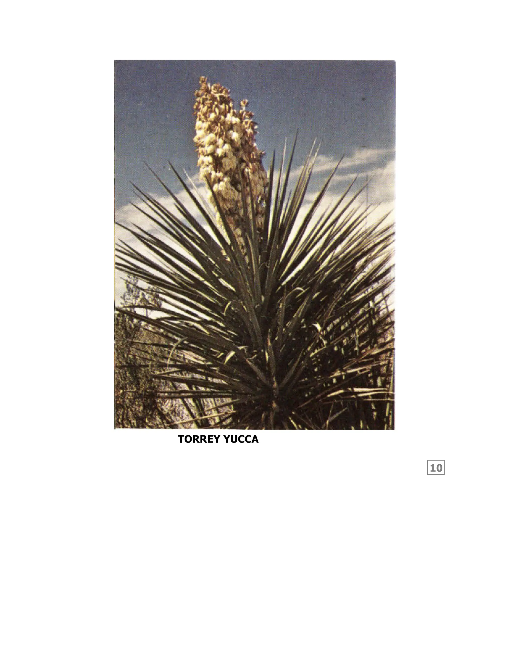 10
TORREY YUCCA
 
