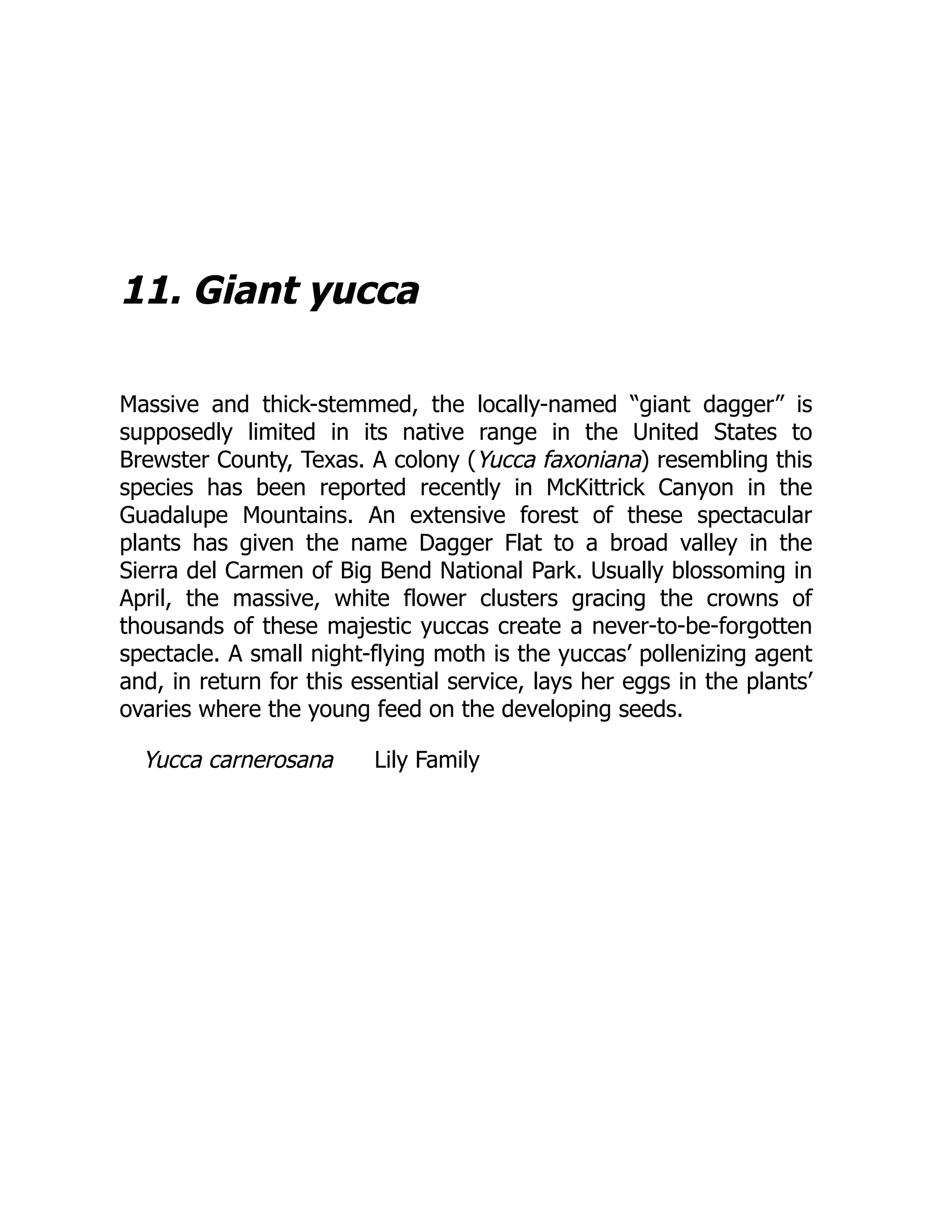 11. Giant yucca
Massive and thick-stemmed, the locally-named “giant dagger” is
supposedly limited in its native range in the United States to
Brewster County, Texas. A colony (Yucca faxoniana) resembling this
species has been reported recently in McKittrick Canyon in the
Guadalupe Mountains. An extensive forest of these spectacular
plants has given the name Dagger Flat to a broad valley in the
Sierra del Carmen of Big Bend National Park. Usually blossoming in
April, the massive, white flower clusters gracing the crowns of
thousands of these majestic yuccas create a never-to-be-forgotten
spectacle. A small night-flying moth is the yuccas’ pollenizing agent
and, in return for this essential service, lays her eggs in the plants’
ovaries where the young feed on the developing seeds.
Yucca carnerosana Lily Family
 