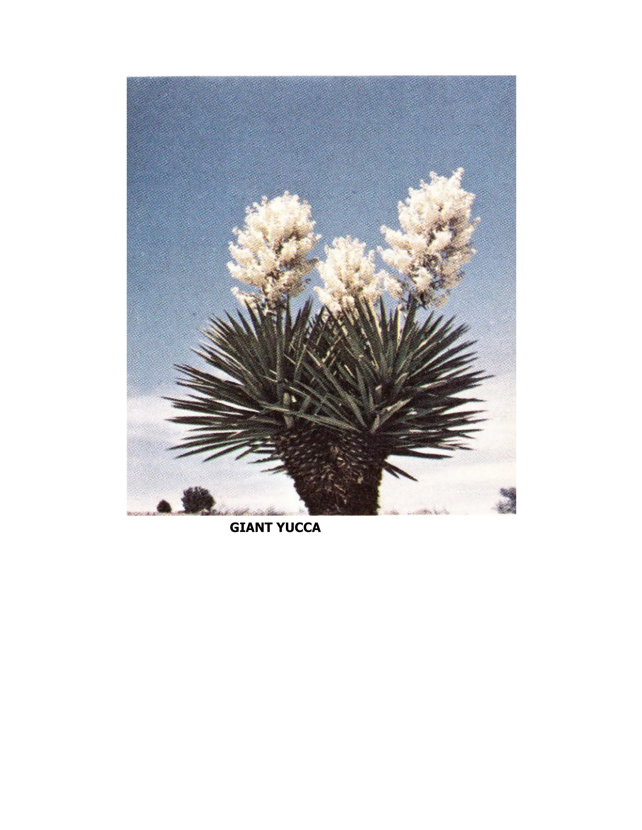 GIANT YUCCA
 