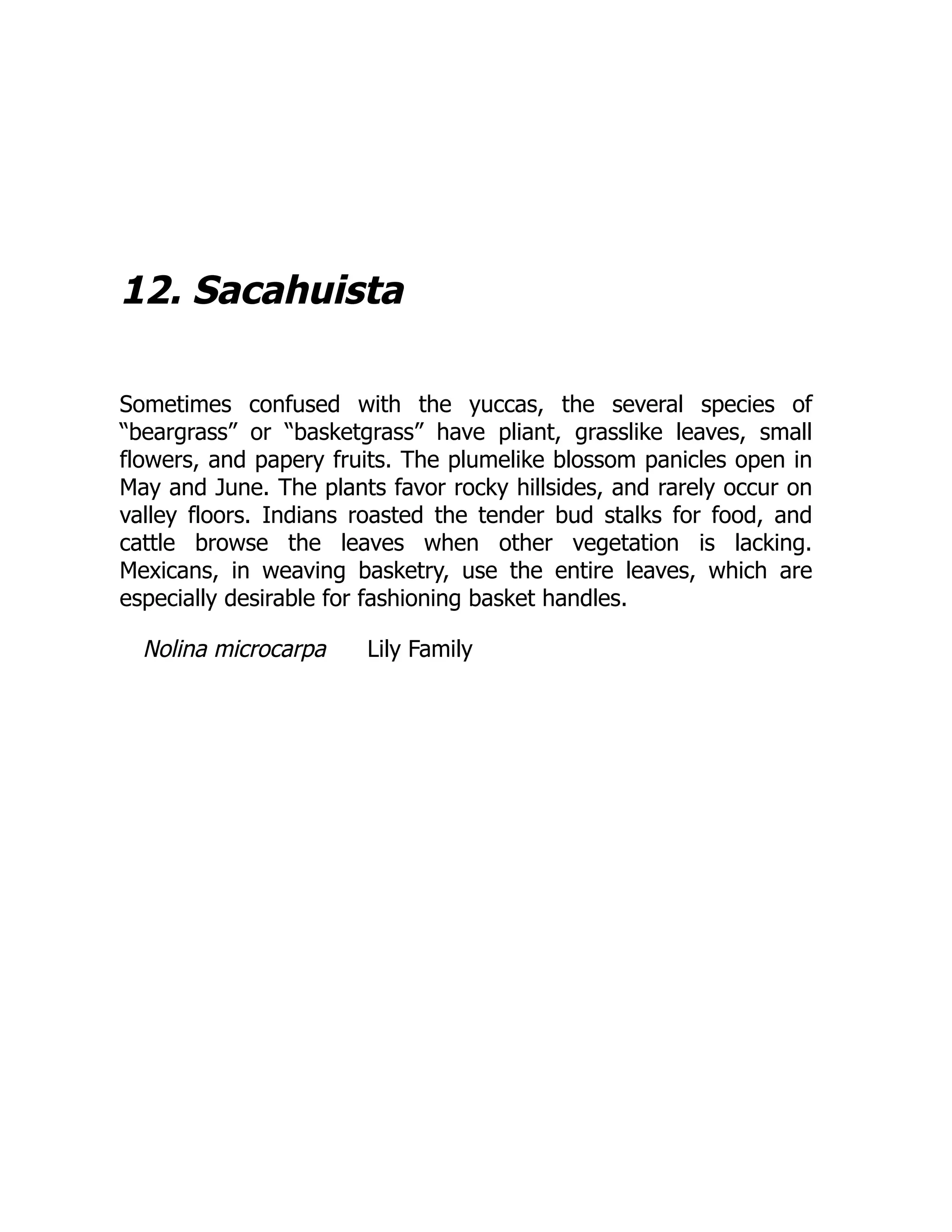 12. Sacahuista
Sometimes confused with the yuccas, the several species of
“beargrass” or “basketgrass” have pliant, grasslike leaves, small
flowers, and papery fruits. The plumelike blossom panicles open in
May and June. The plants favor rocky hillsides, and rarely occur on
valley floors. Indians roasted the tender bud stalks for food, and
cattle browse the leaves when other vegetation is lacking.
Mexicans, in weaving basketry, use the entire leaves, which are
especially desirable for fashioning basket handles.
Nolina microcarpa Lily Family
 