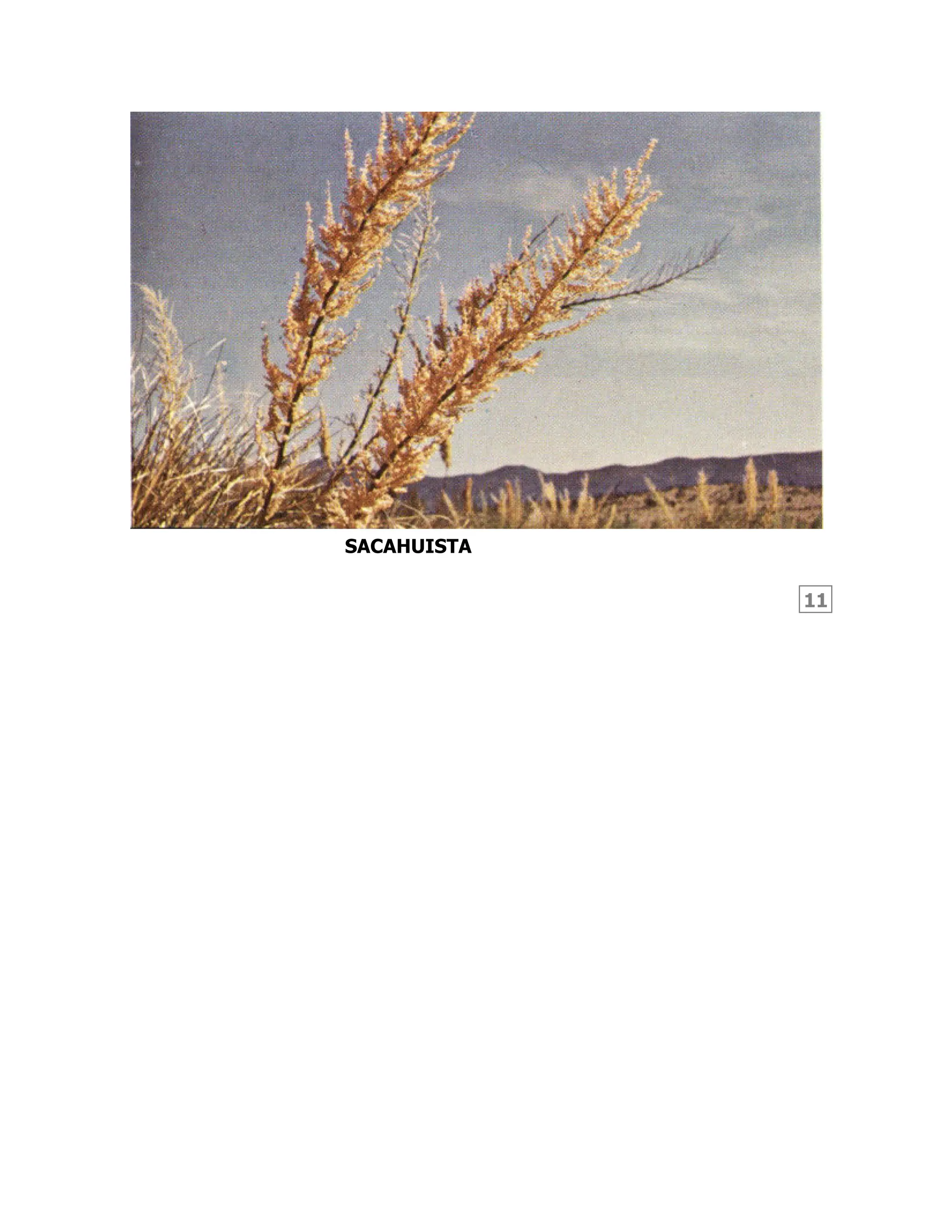 11
SACAHUISTA
 