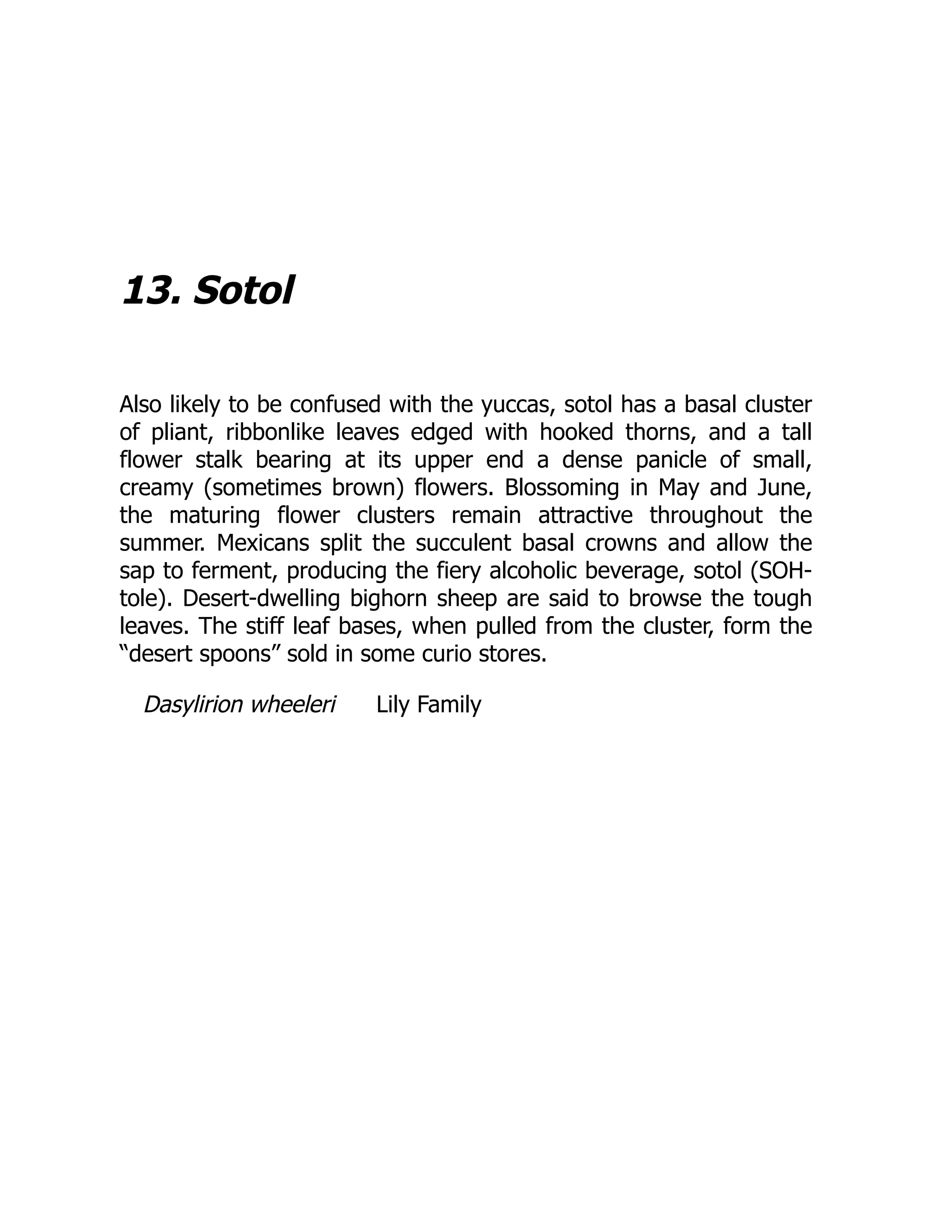 13. Sotol
Also likely to be confused with the yuccas, sotol has a basal cluster
of pliant, ribbonlike leaves edged with hooked thorns, and a tall
flower stalk bearing at its upper end a dense panicle of small,
creamy (sometimes brown) flowers. Blossoming in May and June,
the maturing flower clusters remain attractive throughout the
summer. Mexicans split the succulent basal crowns and allow the
sap to ferment, producing the fiery alcoholic beverage, sotol (SOH-
tole). Desert-dwelling bighorn sheep are said to browse the tough
leaves. The stiff leaf bases, when pulled from the cluster, form the
“desert spoons” sold in some curio stores.
Dasylirion wheeleri Lily Family
 