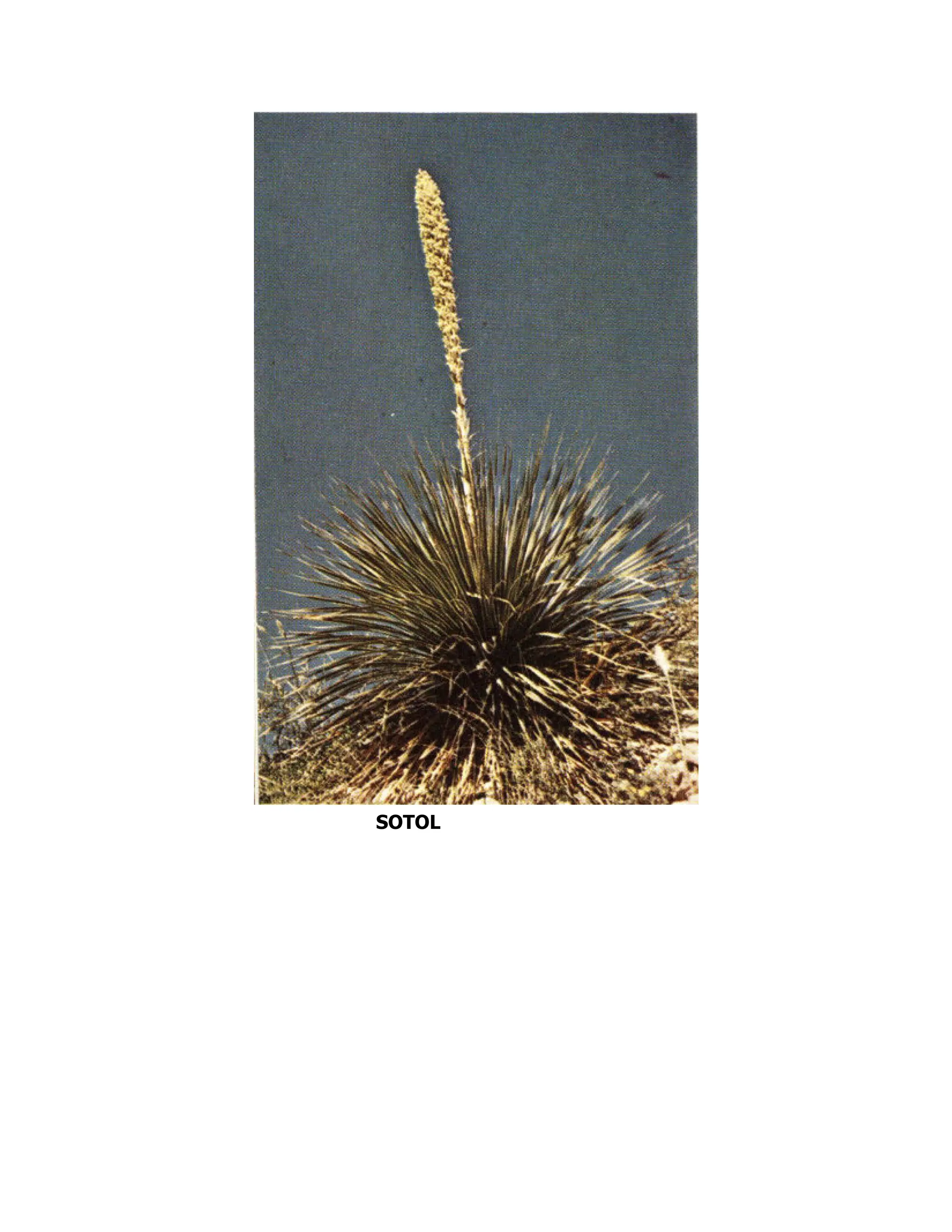 SOTOL
 
