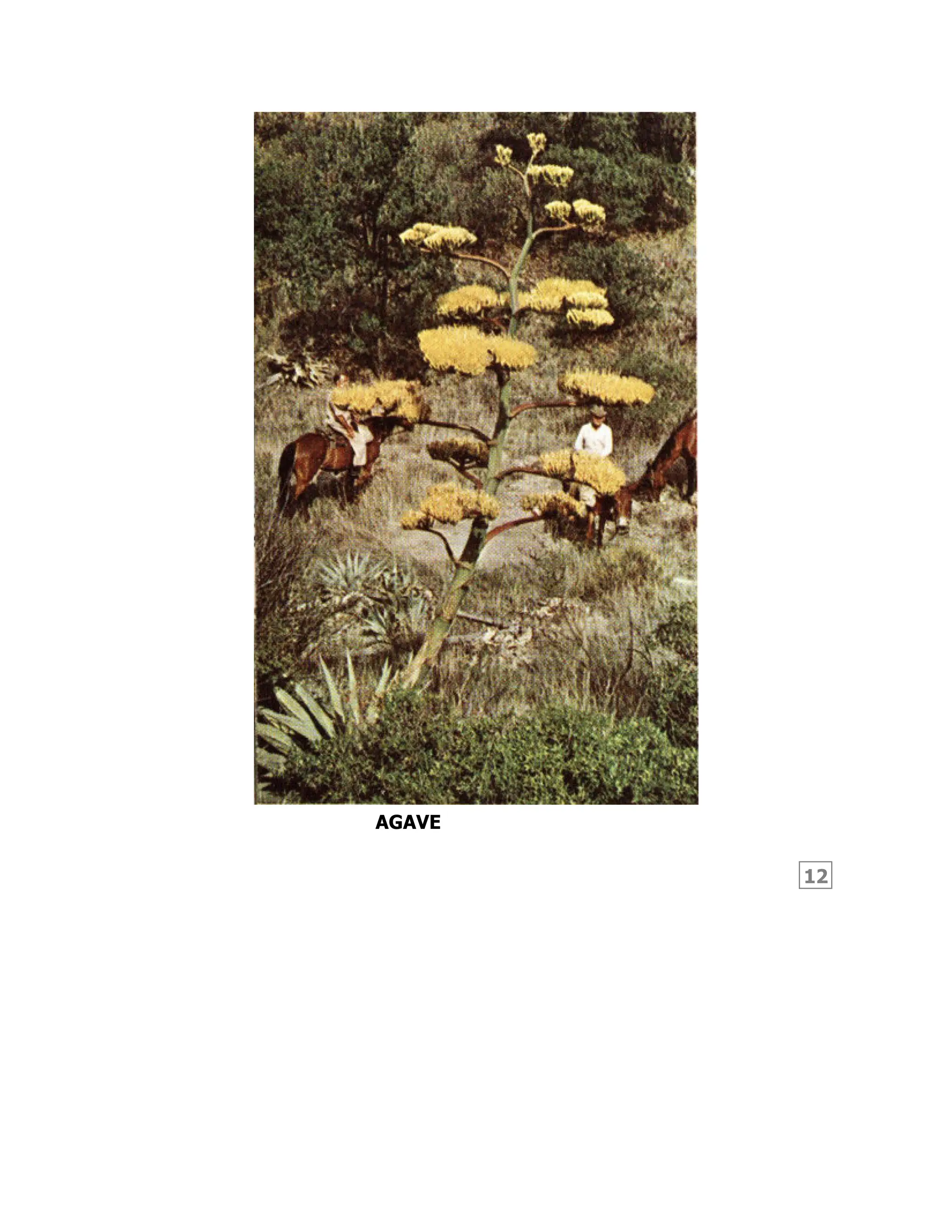12
AGAVE
 