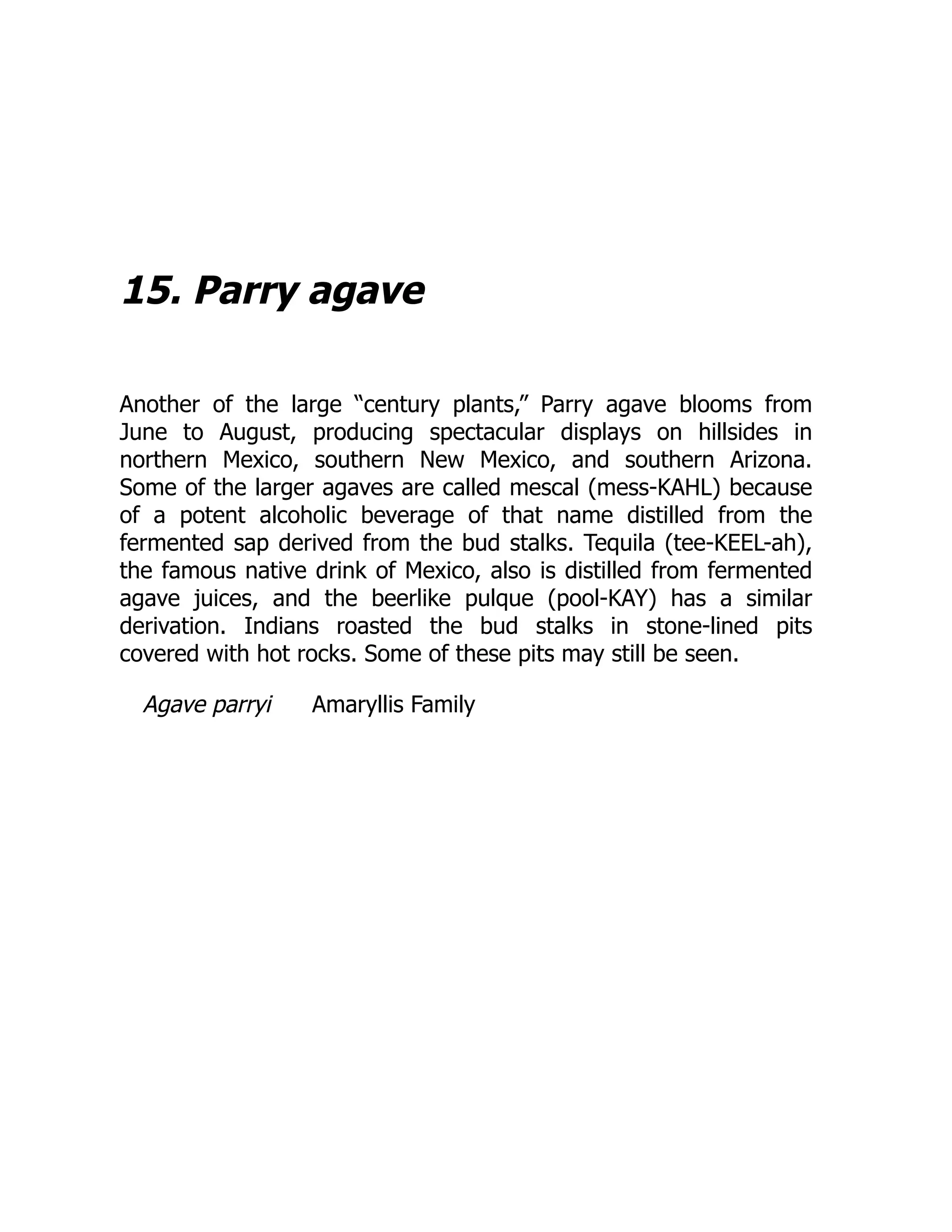 15. Parry agave
Another of the large “century plants,” Parry agave blooms from
June to August, producing spectacular displays on hillsides in
northern Mexico, southern New Mexico, and southern Arizona.
Some of the larger agaves are called mescal (mess-KAHL) because
of a potent alcoholic beverage of that name distilled from the
fermented sap derived from the bud stalks. Tequila (tee-KEEL-ah),
the famous native drink of Mexico, also is distilled from fermented
agave juices, and the beerlike pulque (pool-KAY) has a similar
derivation. Indians roasted the bud stalks in stone-lined pits
covered with hot rocks. Some of these pits may still be seen.
Agave parryi Amaryllis Family
 