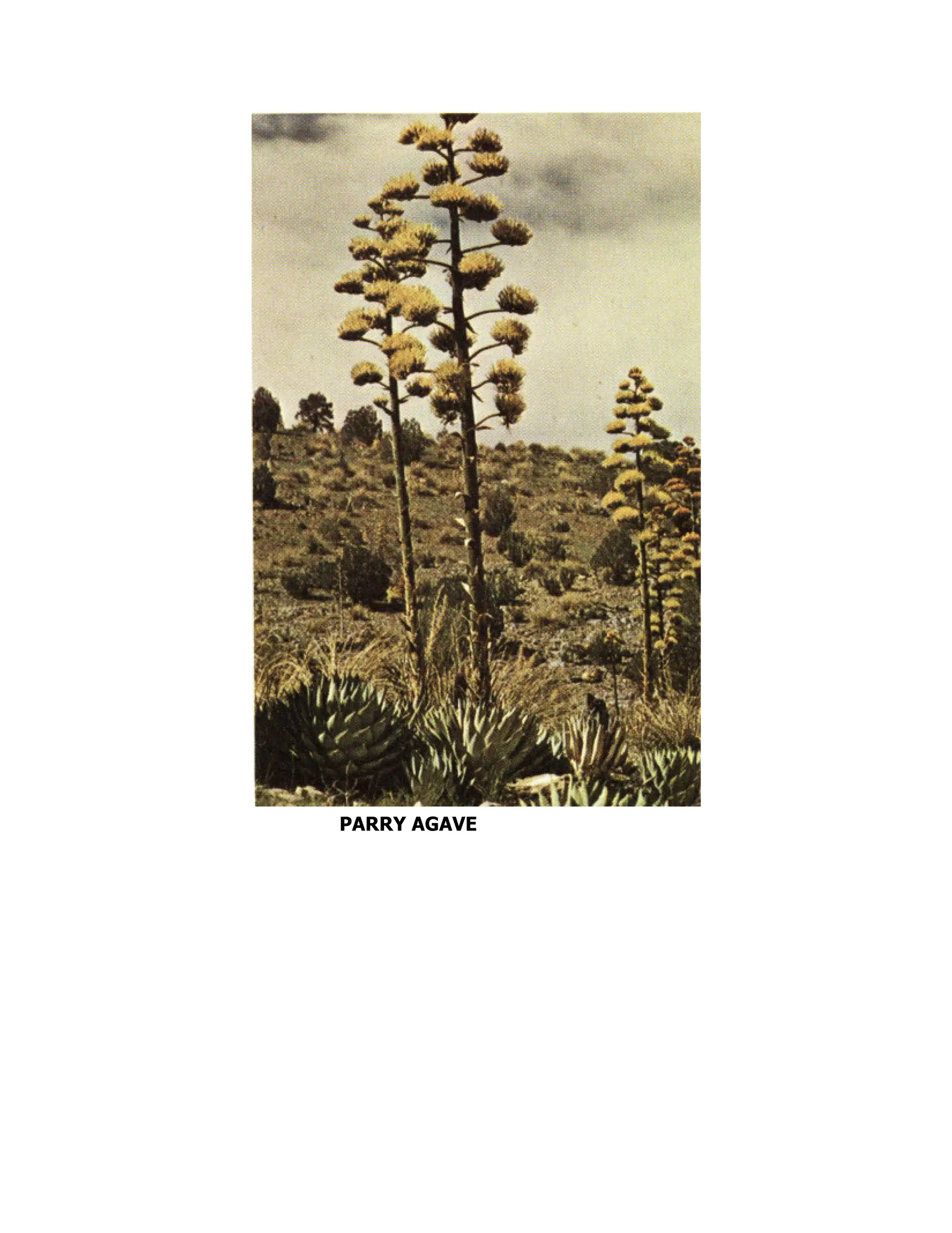 PARRY AGAVE
 