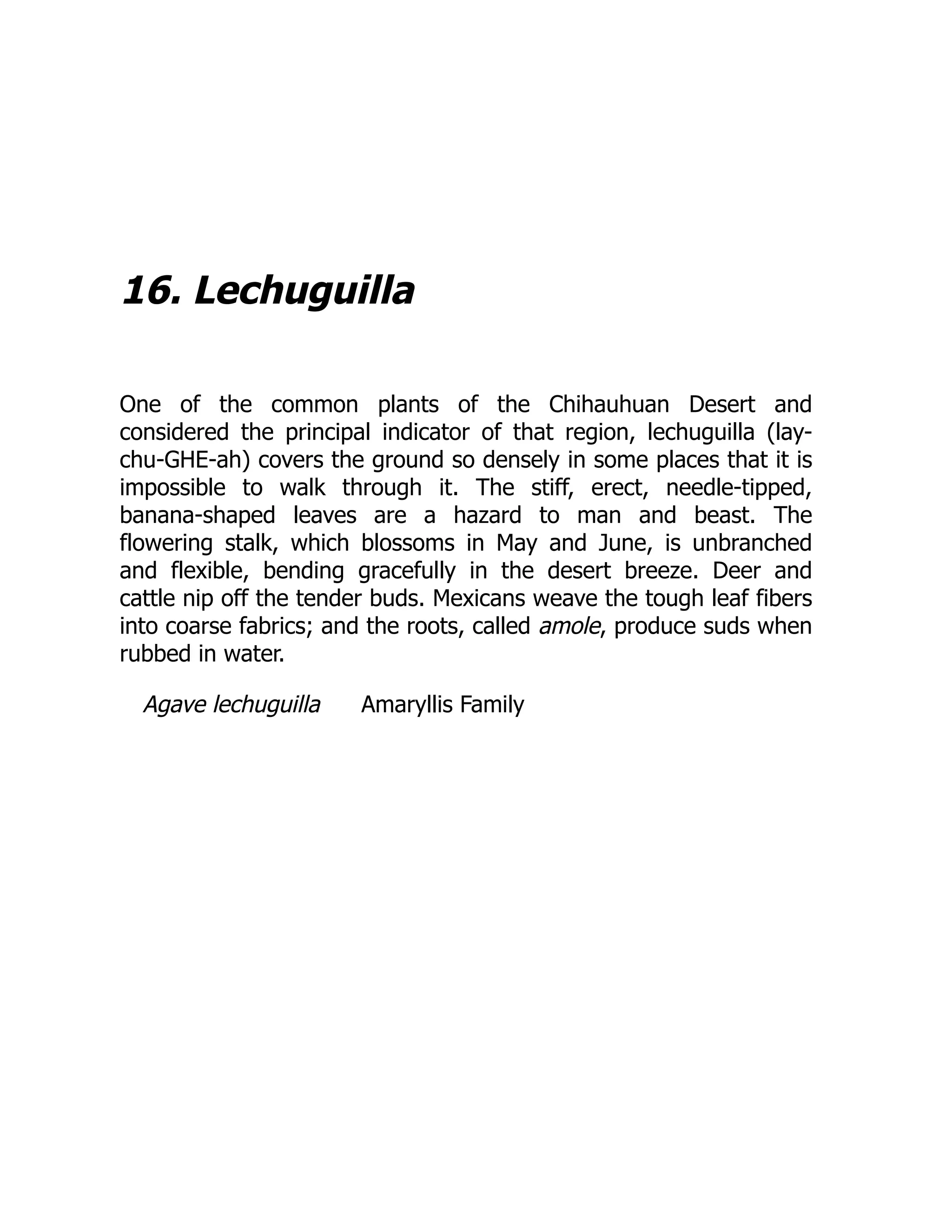 16. Lechuguilla
One of the common plants of the Chihauhuan Desert and
considered the principal indicator of that region, lechuguilla (lay-
chu-GHE-ah) covers the ground so densely in some places that it is
impossible to walk through it. The stiff, erect, needle-tipped,
banana-shaped leaves are a hazard to man and beast. The
flowering stalk, which blossoms in May and June, is unbranched
and flexible, bending gracefully in the desert breeze. Deer and
cattle nip off the tender buds. Mexicans weave the tough leaf fibers
into coarse fabrics; and the roots, called amole, produce suds when
rubbed in water.
Agave lechuguilla Amaryllis Family
 