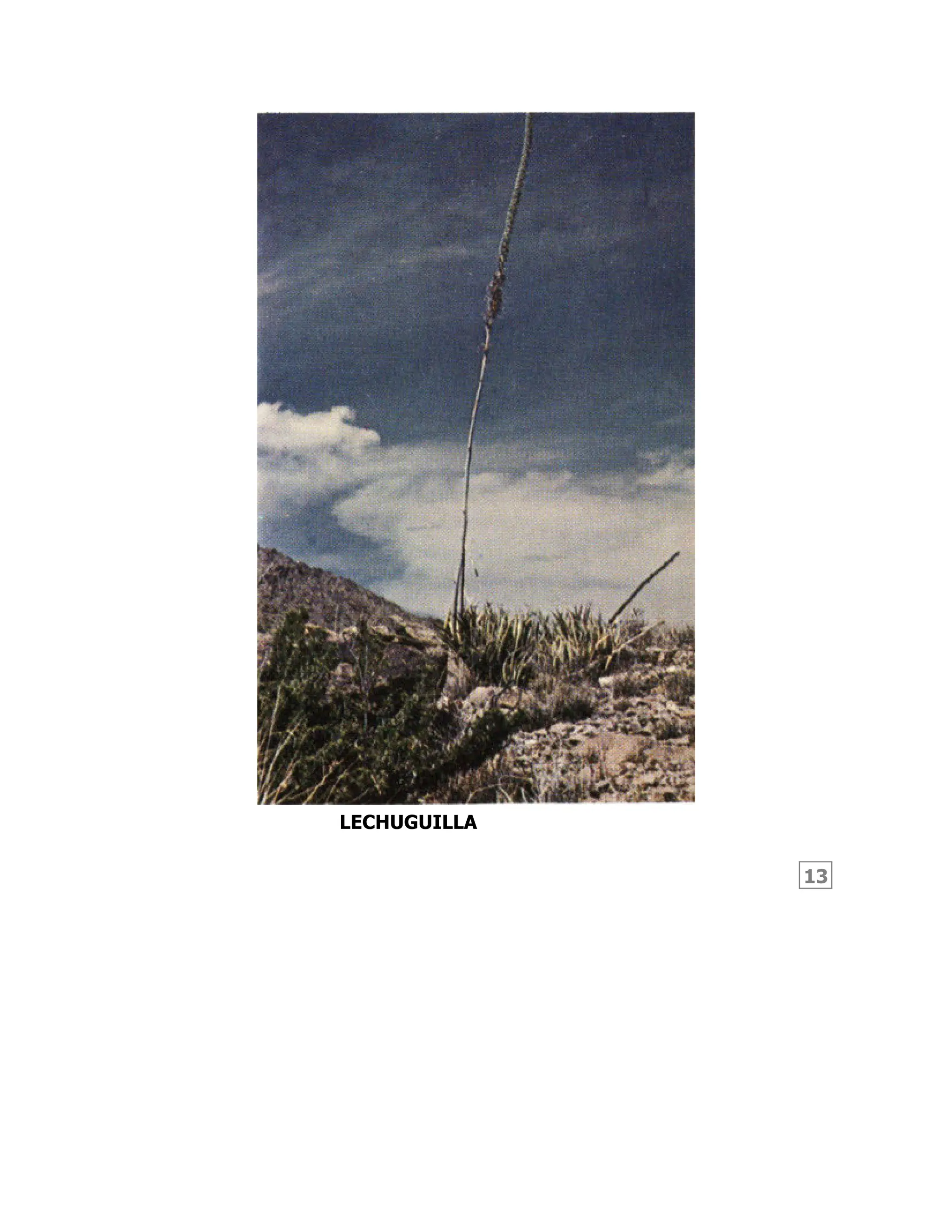 13
LECHUGUILLA
 
