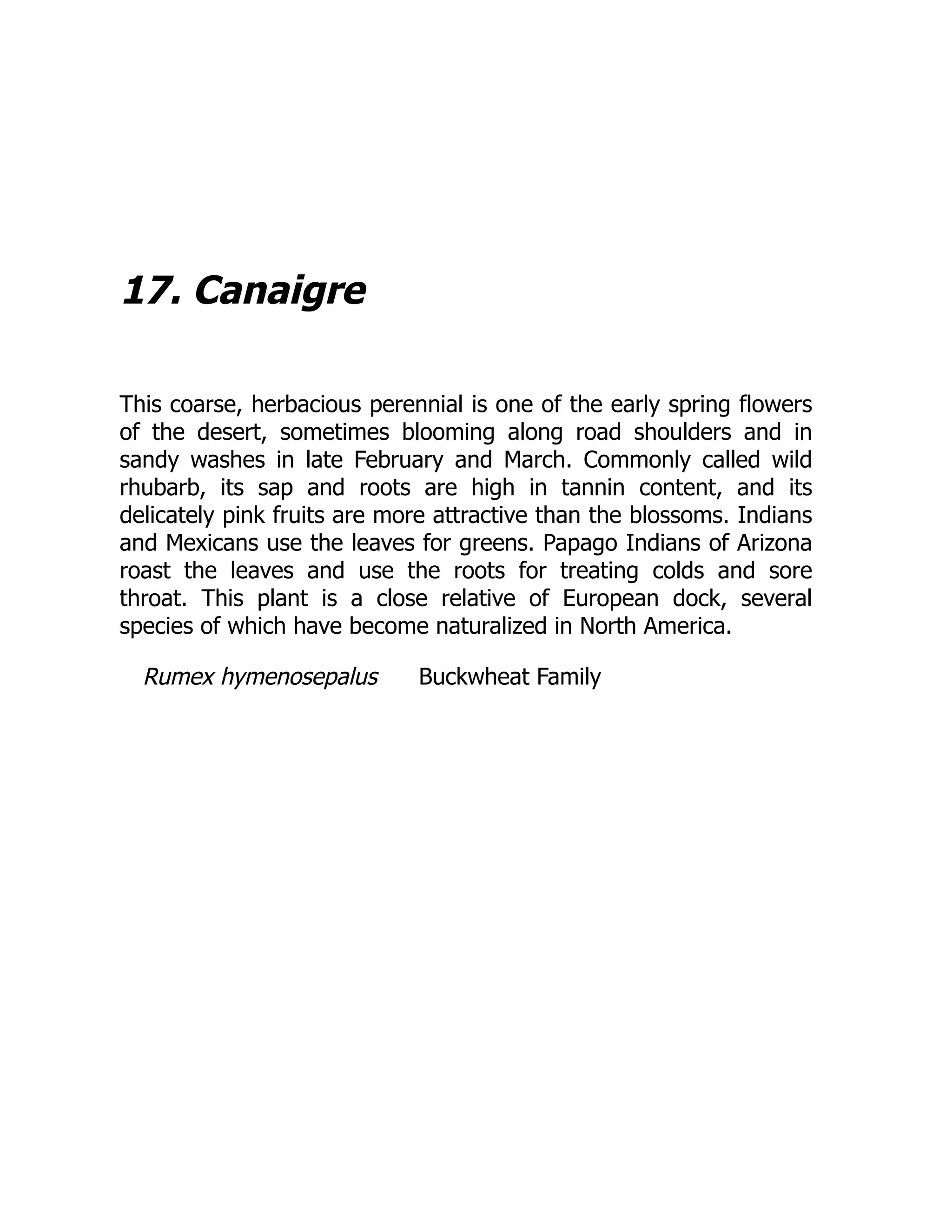 17. Canaigre
This coarse, herbacious perennial is one of the early spring flowers
of the desert, sometimes blooming along road shoulders and in
sandy washes in late February and March. Commonly called wild
rhubarb, its sap and roots are high in tannin content, and its
delicately pink fruits are more attractive than the blossoms. Indians
and Mexicans use the leaves for greens. Papago Indians of Arizona
roast the leaves and use the roots for treating colds and sore
throat. This plant is a close relative of European dock, several
species of which have become naturalized in North America.
Rumex hymenosepalus Buckwheat Family
 