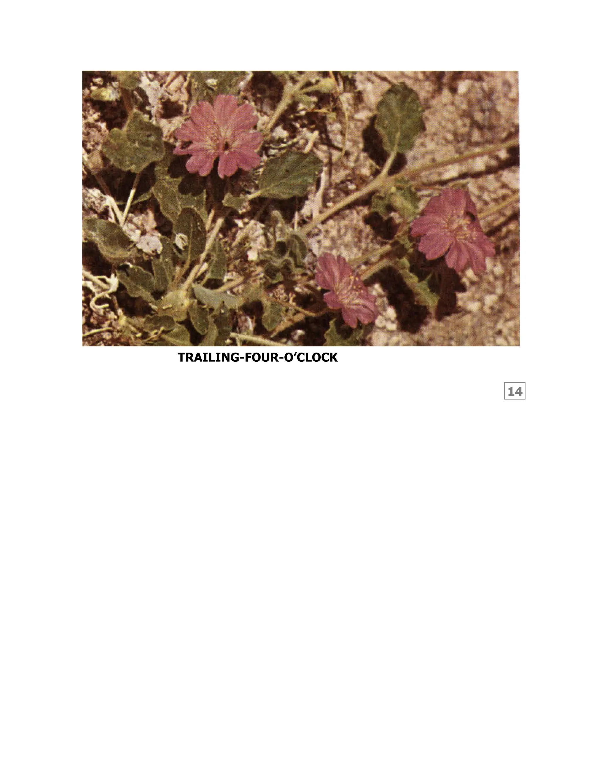 14
TRAILING-FOUR-O’CLOCK
 