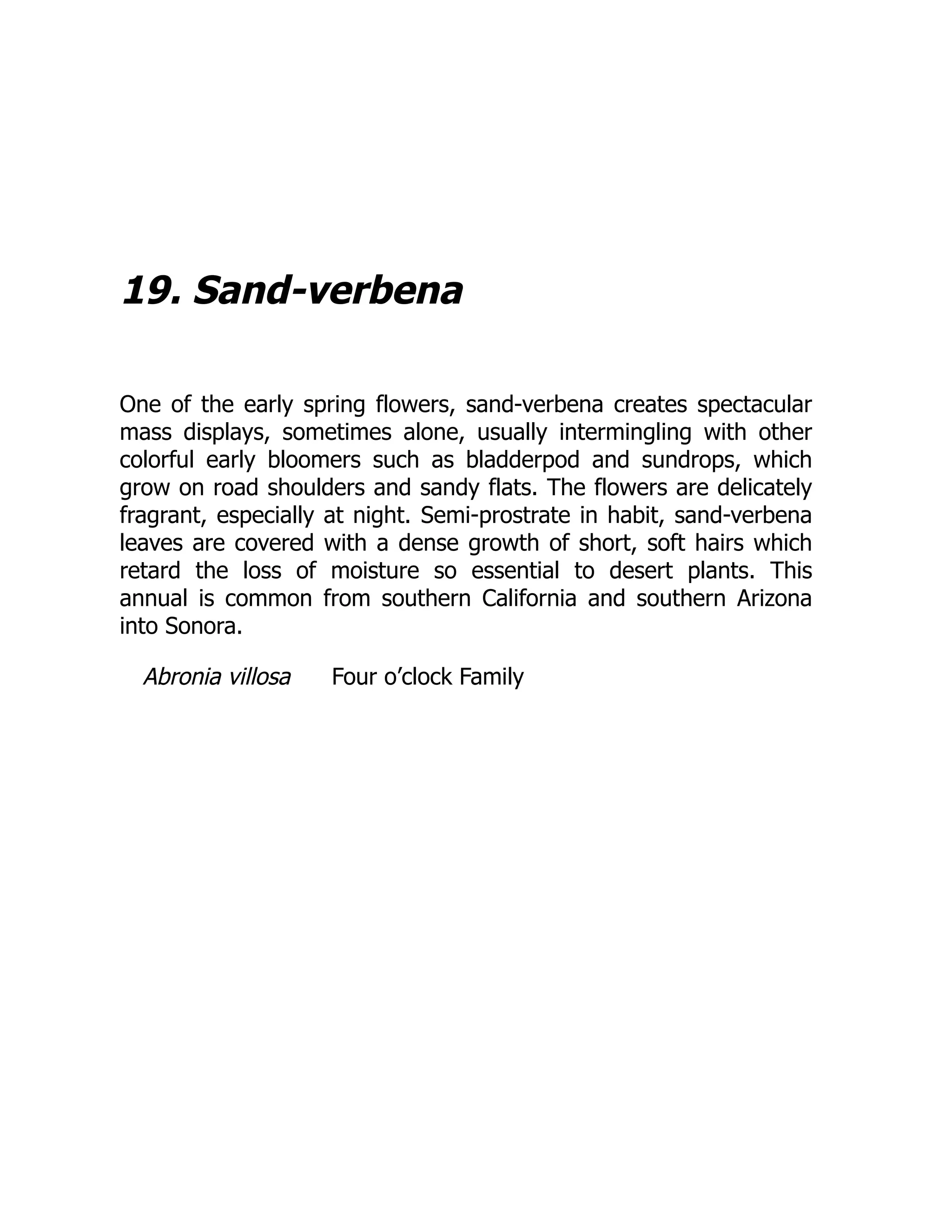 19. Sand-verbena
One of the early spring flowers, sand-verbena creates spectacular
mass displays, sometimes alone, usually intermingling with other
colorful early bloomers such as bladderpod and sundrops, which
grow on road shoulders and sandy flats. The flowers are delicately
fragrant, especially at night. Semi-prostrate in habit, sand-verbena
leaves are covered with a dense growth of short, soft hairs which
retard the loss of moisture so essential to desert plants. This
annual is common from southern California and southern Arizona
into Sonora.
Abronia villosa Four o’clock Family
 