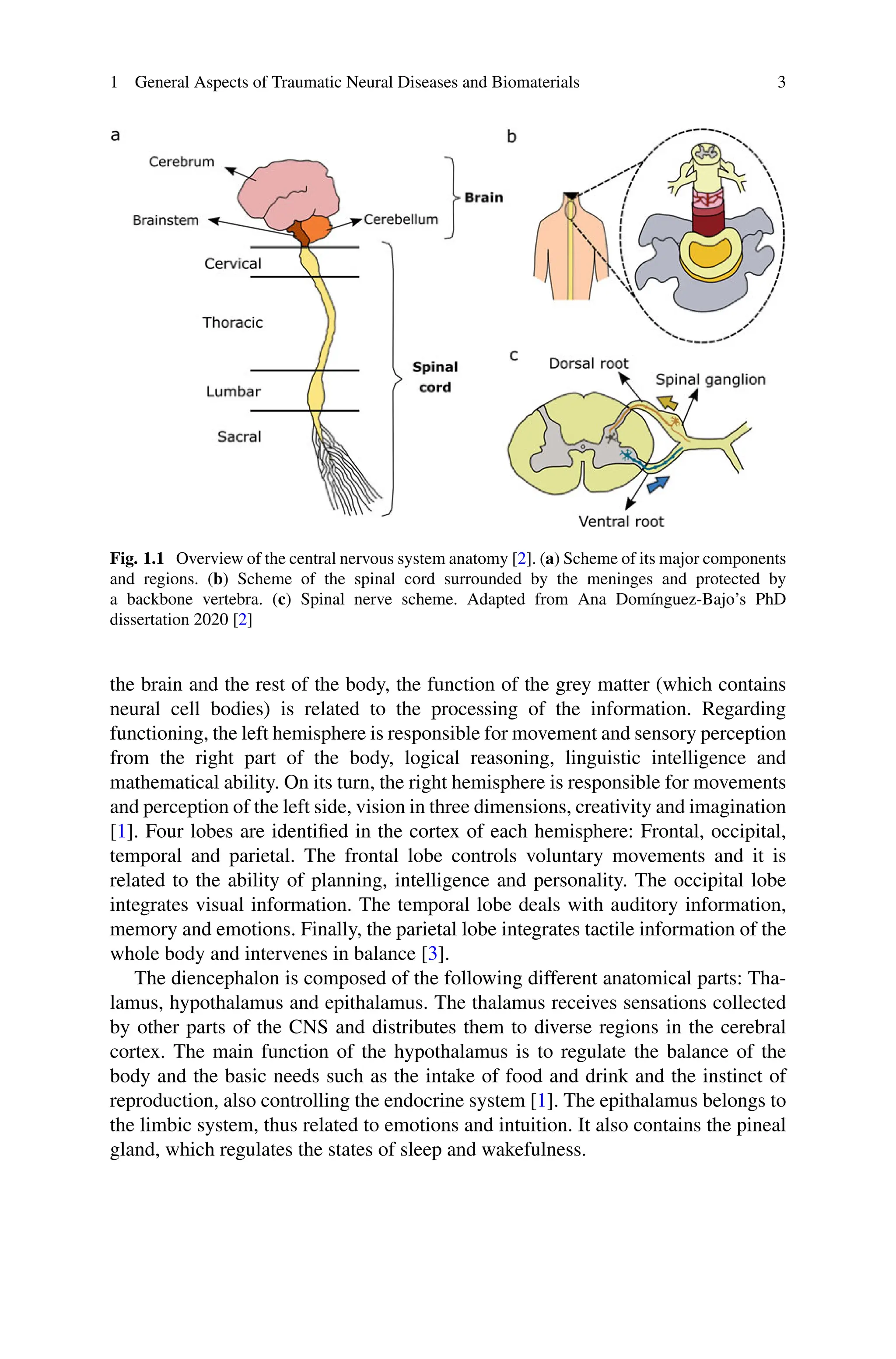 1 General Aspects of Traumatic Neural Diseases and Biomaterials 3
Fig. 1.1 Overview of the central nervous system anatomy [2]. (a) Scheme of its major components
and regions. (b) Scheme of the spinal cord surrounded by the meninges and protected by
a backbone vertebra. (c) Spinal nerve scheme. Adapted from Ana Domínguez-Bajo’s PhD
dissertation 2020 [2]
the brain and the rest of the body, the function of the grey matter (which contains
neural cell bodies) is related to the processing of the information. Regarding
functioning, the left hemisphere is responsible for movement and sensory perception
from the right part of the body, logical reasoning, linguistic intelligence and
mathematical ability. On its turn, the right hemisphere is responsible for movements
and perception of the left side, vision in three dimensions, creativity and imagination
[1]. Four lobes are identified in the cortex of each hemisphere: Frontal, occipital,
temporal and parietal. The frontal lobe controls voluntary movements and it is
related to the ability of planning, intelligence and personality. The occipital lobe
integrates visual information. The temporal lobe deals with auditory information,
memory and emotions. Finally, the parietal lobe integrates tactile information of the
whole body and intervenes in balance [3].
The diencephalon is composed of the following different anatomical parts: Tha-
lamus, hypothalamus and epithalamus. The thalamus receives sensations collected
by other parts of the CNS and distributes them to diverse regions in the cerebral
cortex. The main function of the hypothalamus is to regulate the balance of the
body and the basic needs such as the intake of food and drink and the instinct of
reproduction, also controlling the endocrine system [1]. The epithalamus belongs to
the limbic system, thus related to emotions and intuition. It also contains the pineal
gland, which regulates the states of sleep and wakefulness.
 