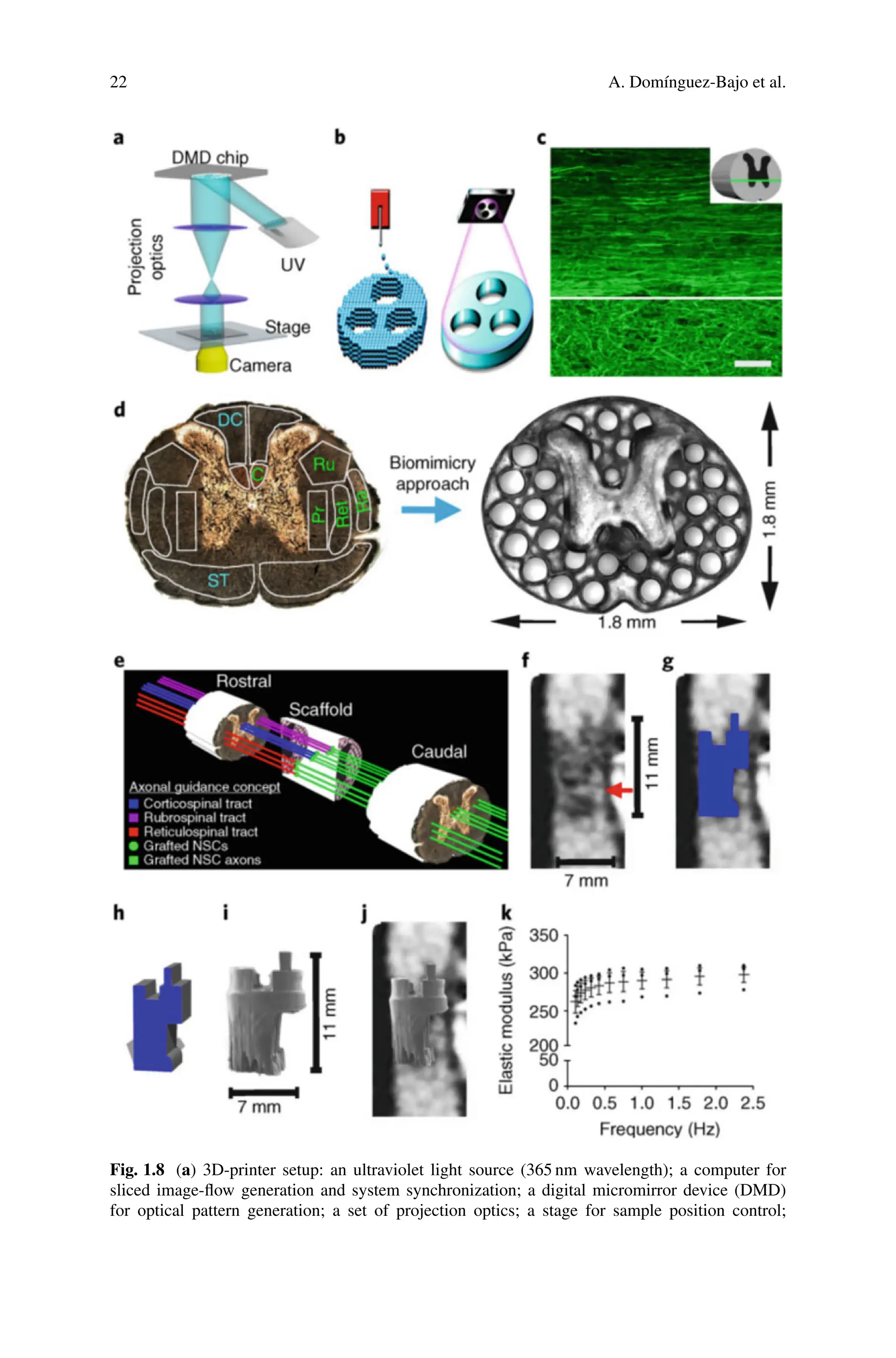22 A. Domínguez-Bajo et al.
Fig. 1.8 (a) 3D-printer setup: an ultraviolet light source (365 nm wavelength); a computer for
sliced image-flow generation and system synchronization; a digital micromirror device (DMD)
for optical pattern generation; a set of projection optics; a stage for sample position control;
 
