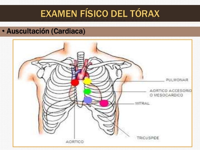 Examen físico del tórax