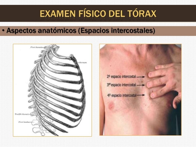 Examen físico del tórax