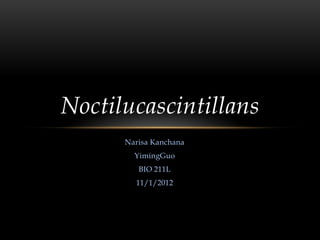 Noctilucascintillans
      Narisa Kanchana
        YimingGuo
         BIO 211L
        11/1/2012
 